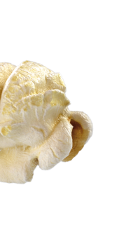 Popcorn Kernel